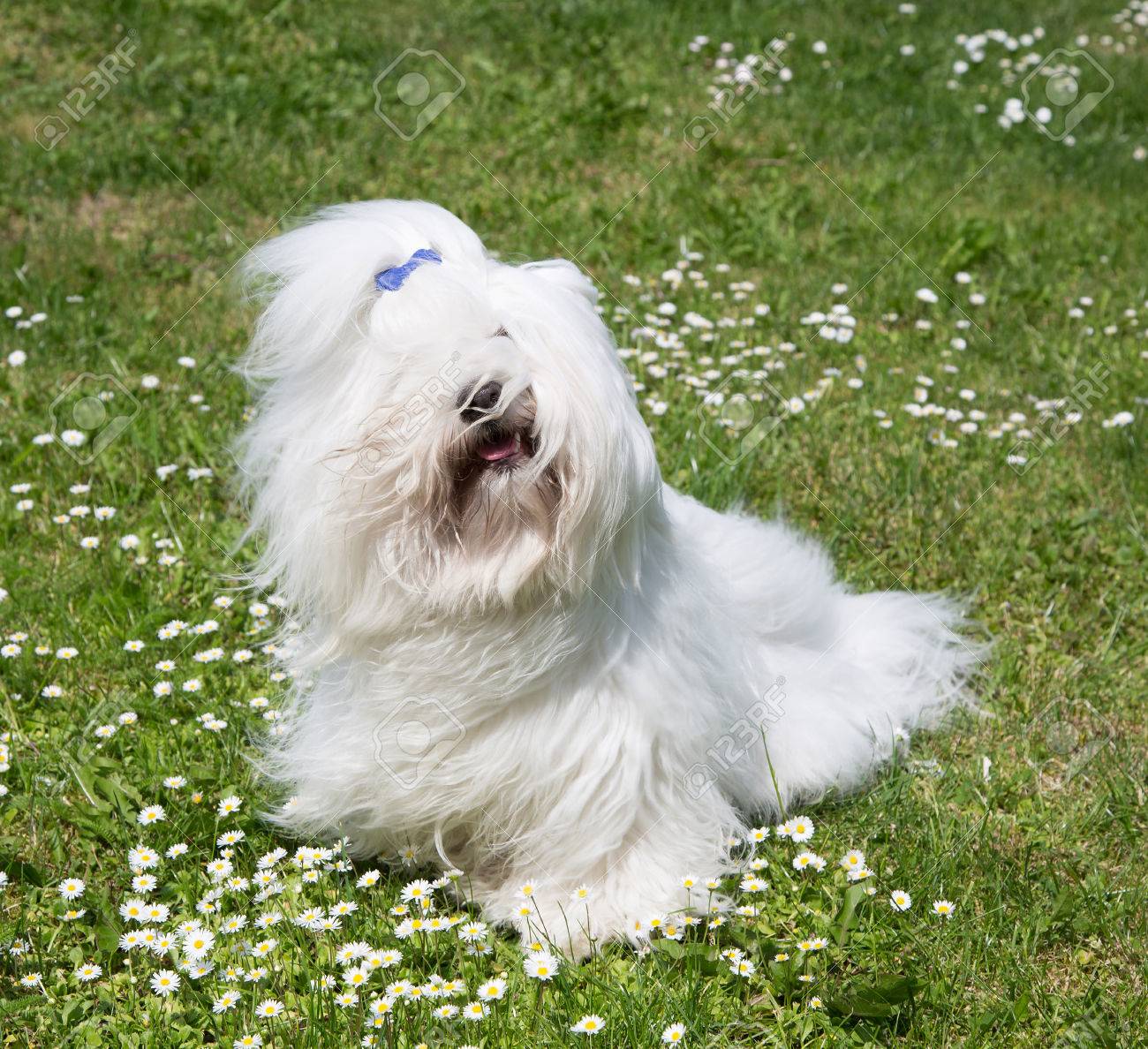 犬の肖像画: 元参照。kao♡うちの子オーダー♡羊毛フェルト♪ハンドメイド☆。長い白い毛面白いペット。Kuro作品 豆猫PECO-LIN。の写真素材・画像